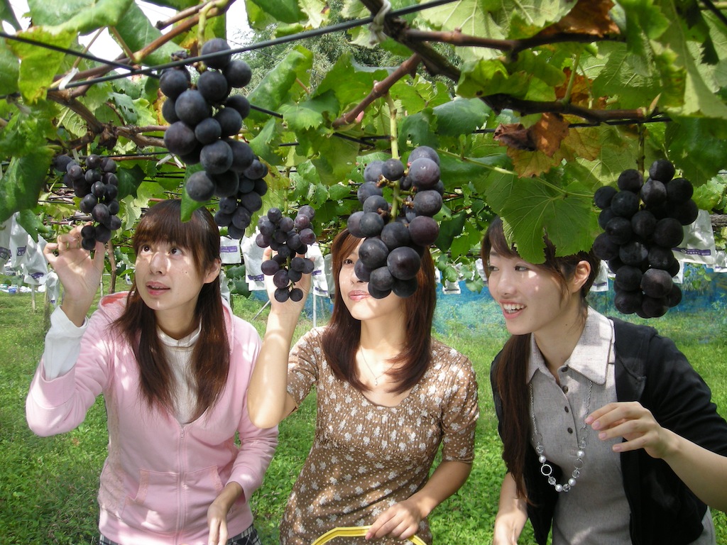 茨城県内の果物狩りも外国人に人気のコンテンツに
