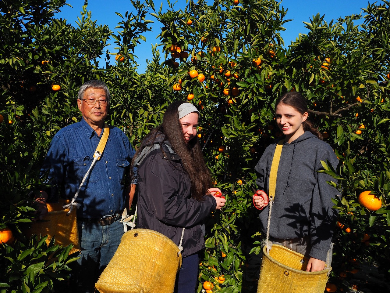 みかんの収穫体験プログラムを楽しむ外国人修学旅行生