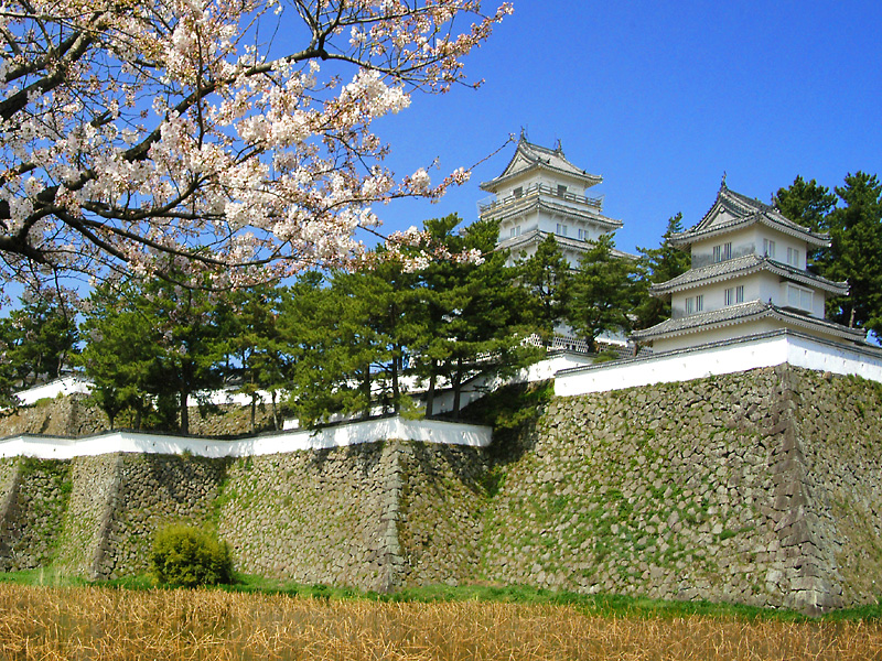 桜のシーズンの島原城は１年で人気の時期
