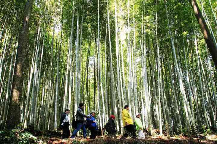 武雄コースの竹林を歩く