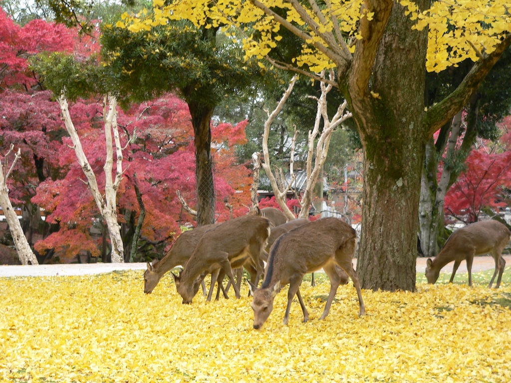 秋で色づく奈良公園には鹿がいる