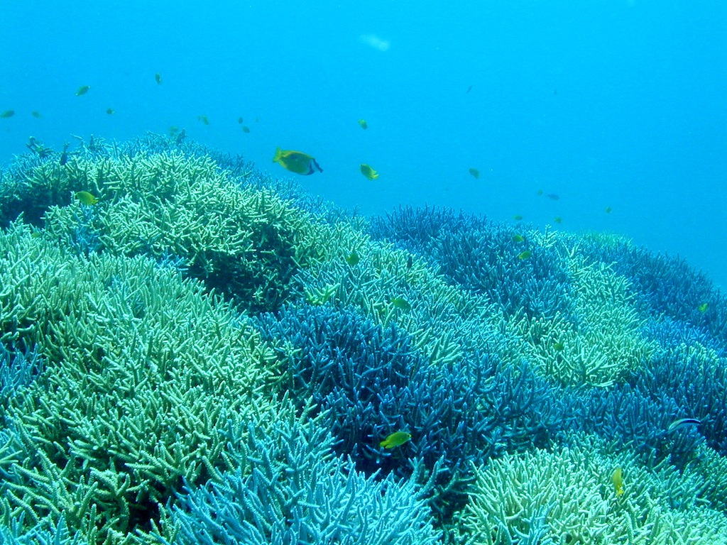 珊瑚礁が沖縄の海を豊かにする