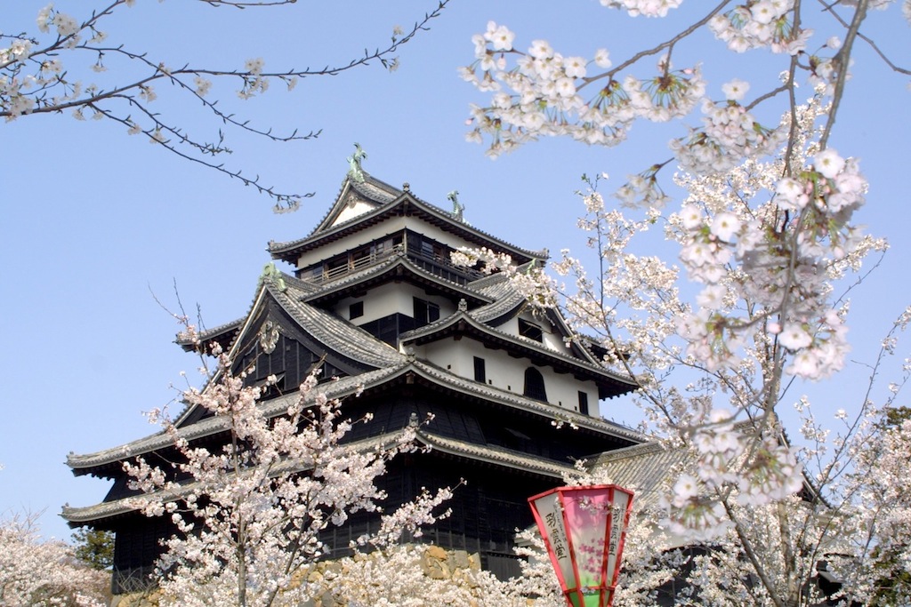 桜の時期の国宝の松江城