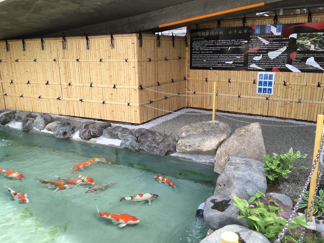 小千谷市役所の前に新しく完成した錦鯉が泳ぐ池