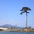 陸前高田では、学びがテーマの「震災復興視察ツアー」を外国人に実施中